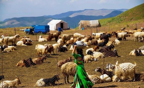 ۶۳.۵ درصد افزایش قیمت هر کیلوگرم شقه گوسفند در یک سال - خبرگزاری مهر | اخبار ایران و جهان