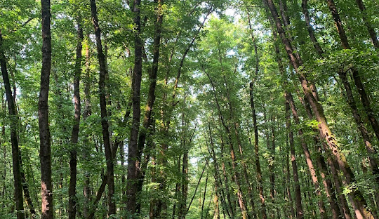 سفر به گیلان : سبزی بی پایان و تجربه ای ماندگار