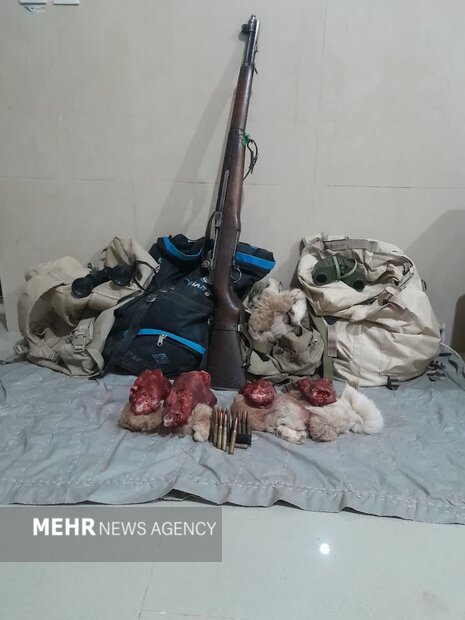 ماده کُشی در حیات وحش وقیح ترین عمل یک شکارچی است