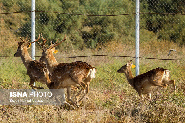 تولد اولین گوساله‌ گوزن زرد ایرانی در این شهر