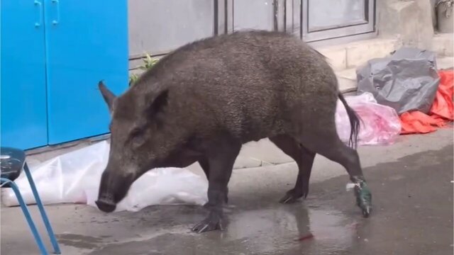 حواشی «پایتخت ۷»؛ تعقیب و گریز بهرام افشاری و حواله خودرو فوتبالیست ها