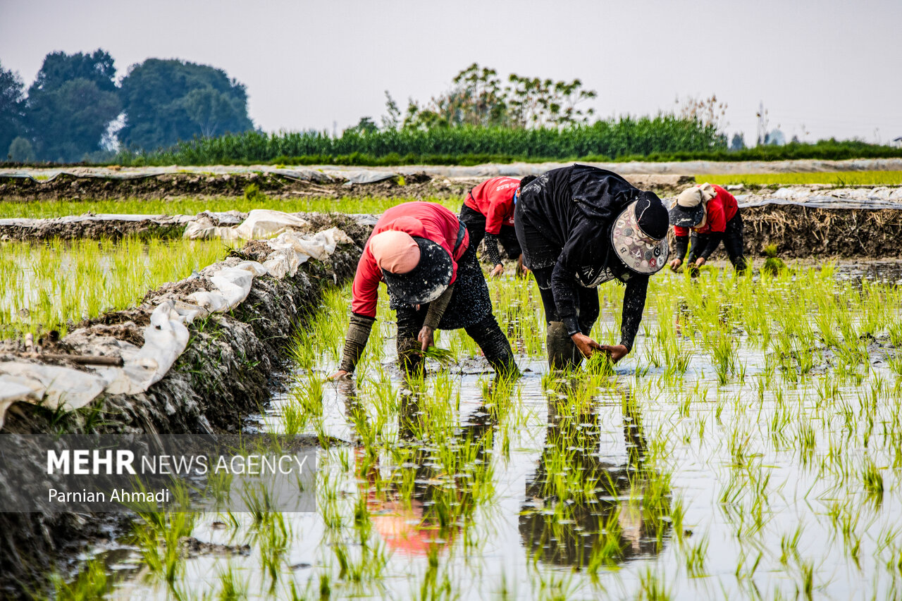 تولید برنج با معیشت مردم تناسب ندارد - خبرگزاری مهر | اخبار ایران و جهان