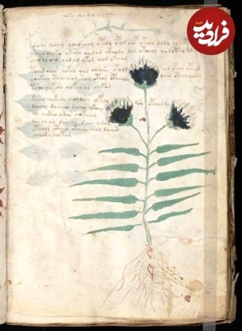 کتاب کتاب ۶۰۰ سالۀ مرموزی که هیچکس نمی تواند آن را بخواند