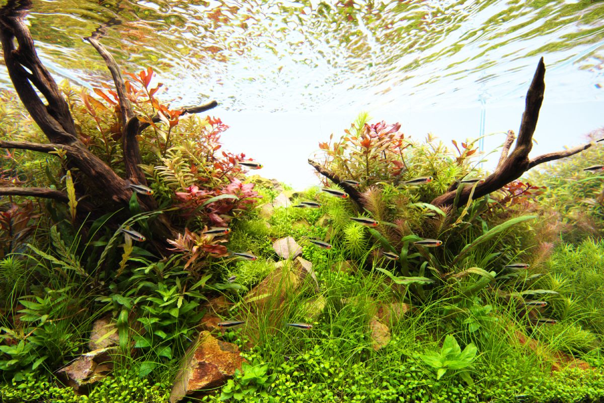 آکواریوم گیاهی