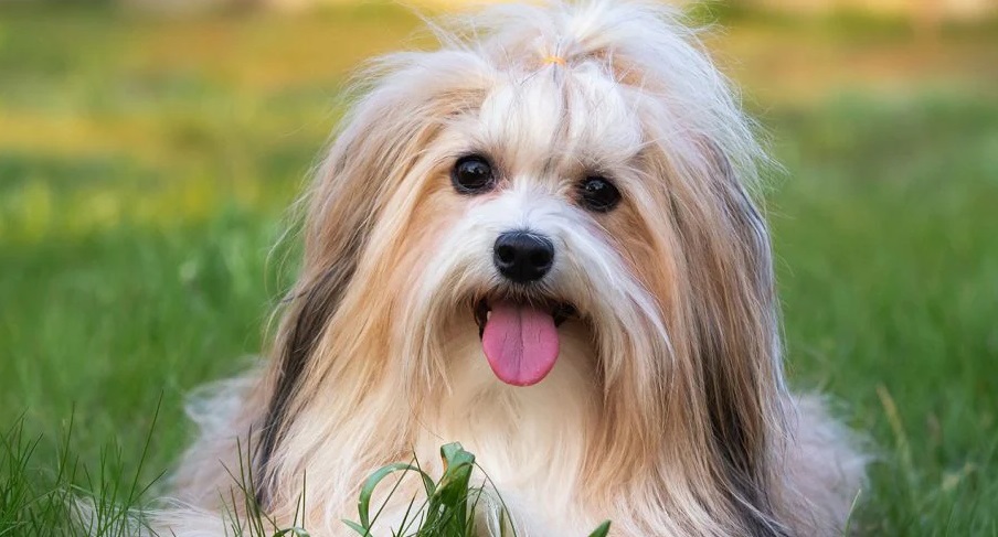 لوازم ضروری برای توله سگ