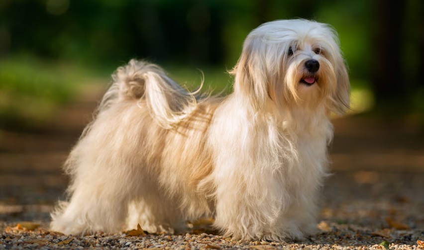 معرفی لوازم مهمی که هر توله سگ به آن نیاز دارد