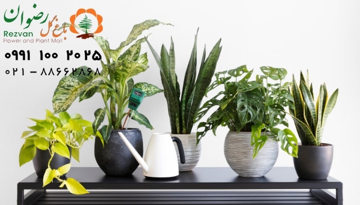 چه گل‌هایی برای تزیین راه‌پله مناسب است؟ راهنمای کامل انتخاب گیاهان ایده‌آل