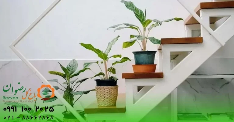 دکوراسیون چه گلهایی برای تزیین راهپله مناسب است؟ راهنمای کامل انتخاب گیاهان ایدهآل